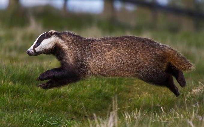 Badger Runner